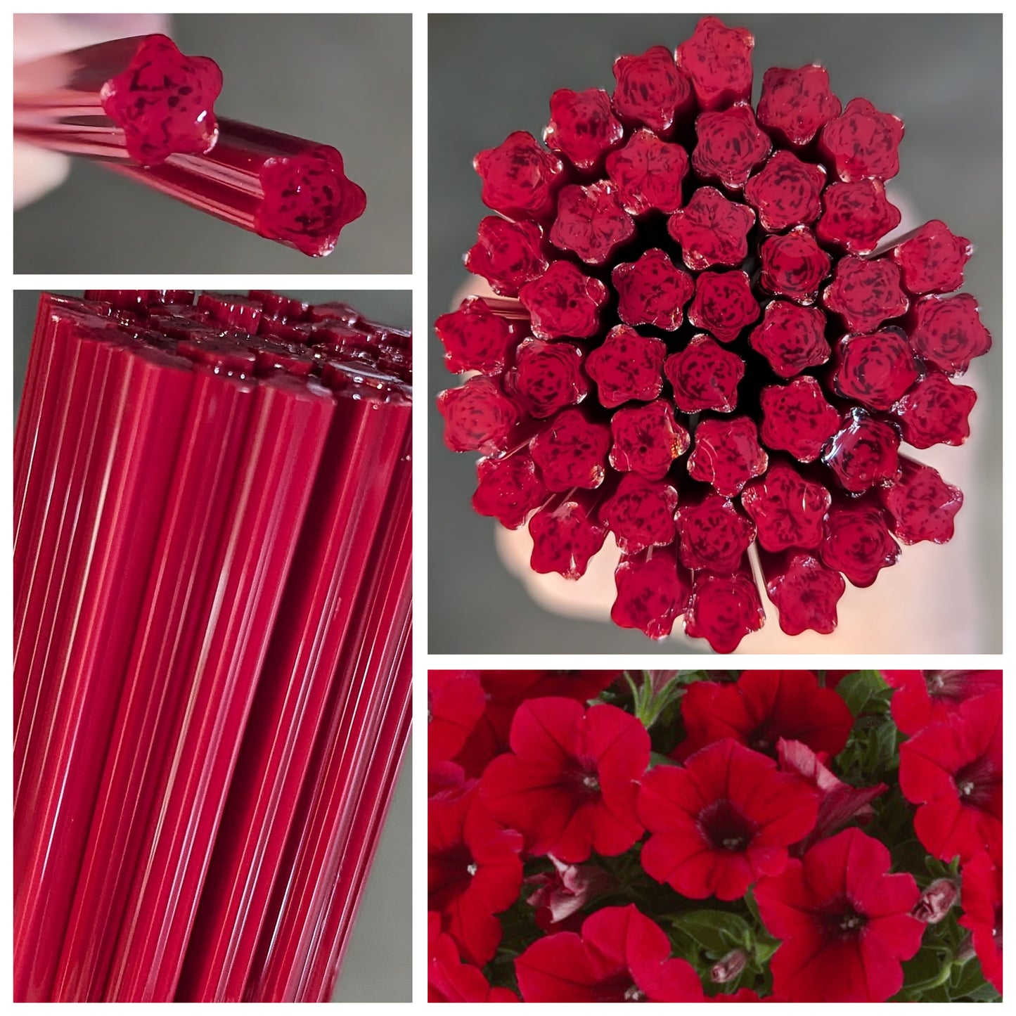 Scarlet Petunia COE 90