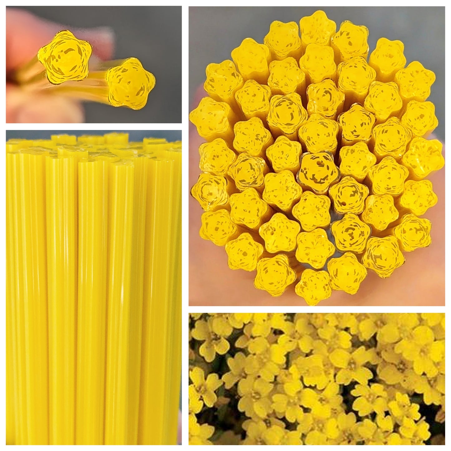 Yellow Perennial COE 96