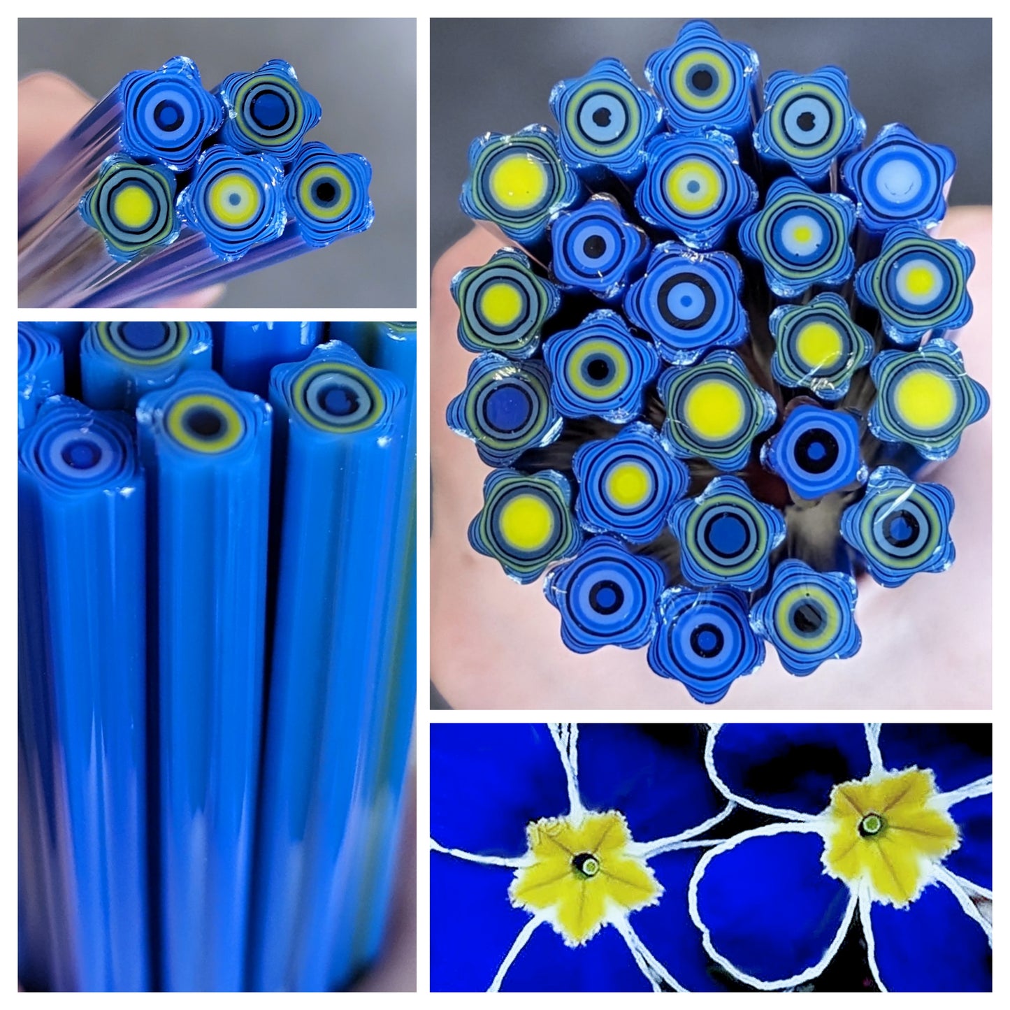 Large Blue Evening Primrose COE 90