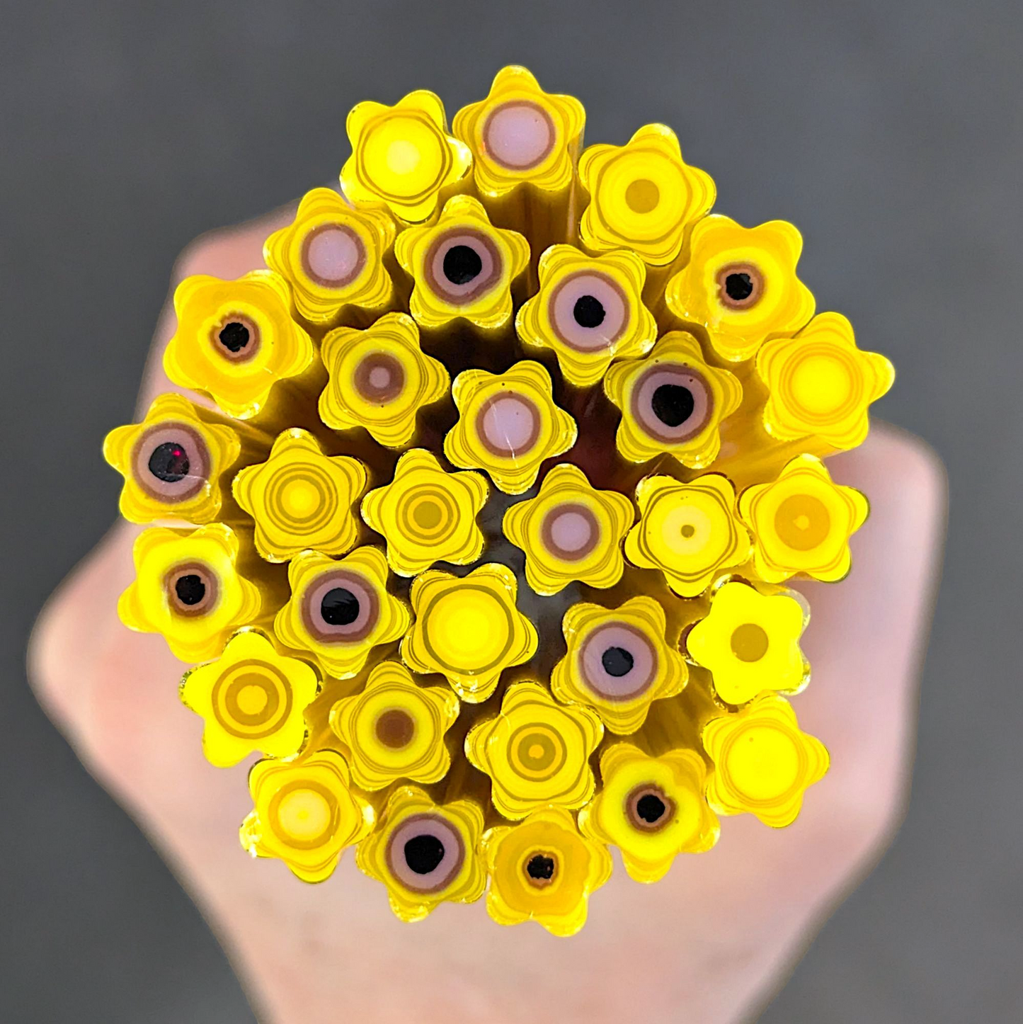 Med/Large Yellow Violet Torenia COE 90