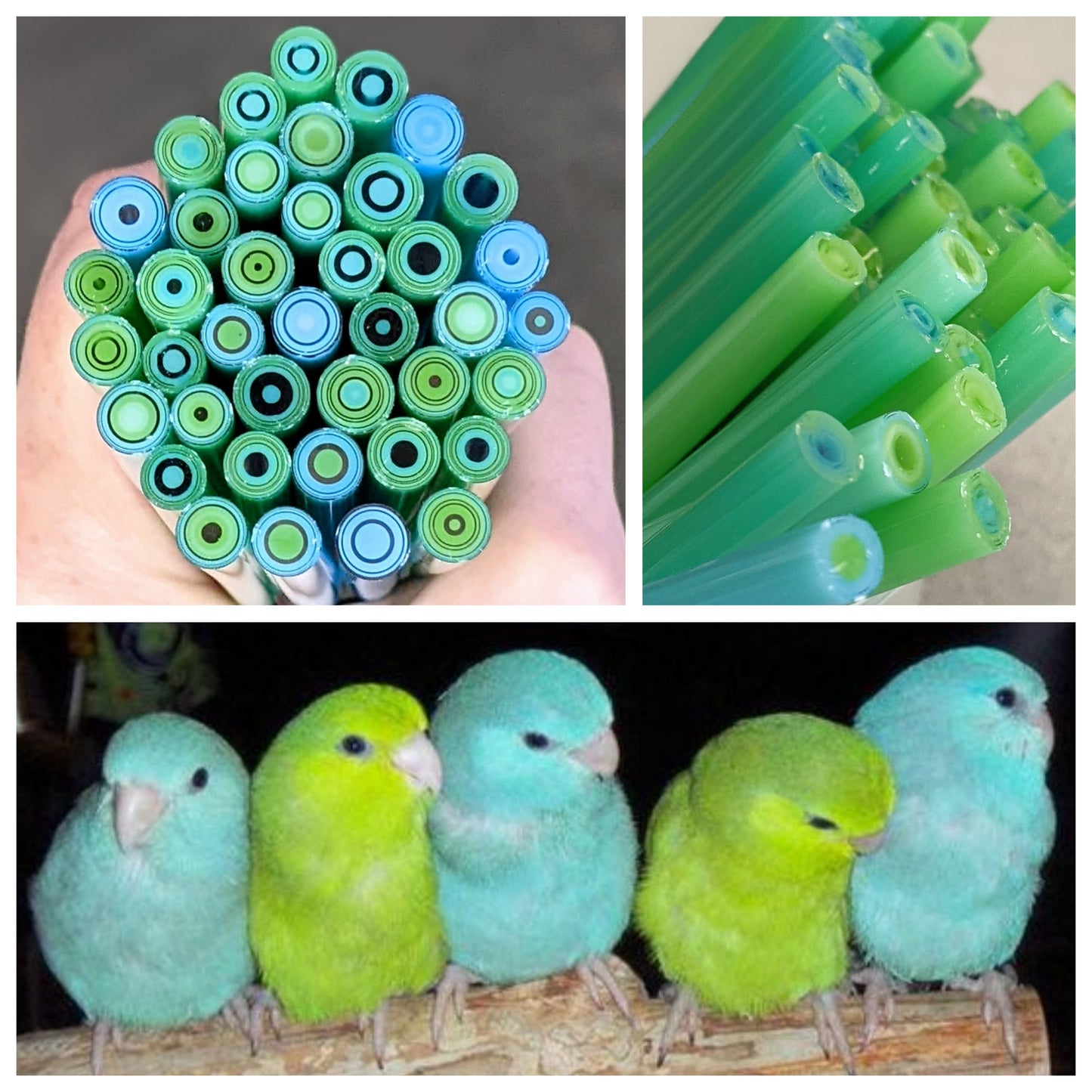 Spring Parakeet COE 96