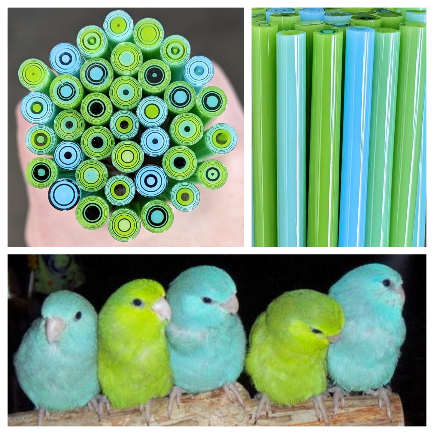 Parakeet COE 90