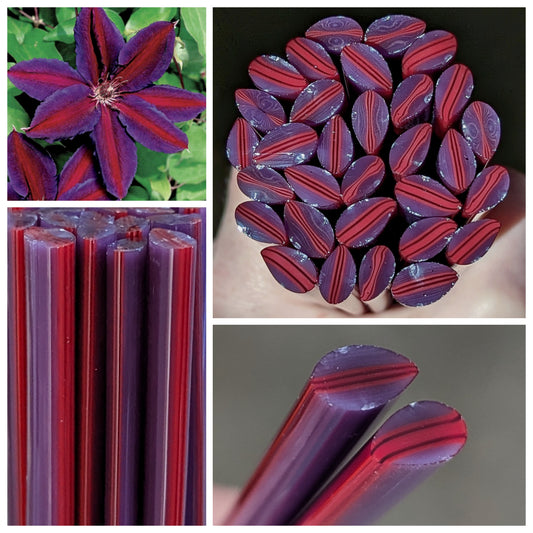 Large Purple Red Clematis COE 90