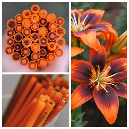 Tiger Lily COE 90