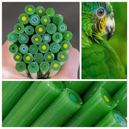 Majestic Macaw COE 96